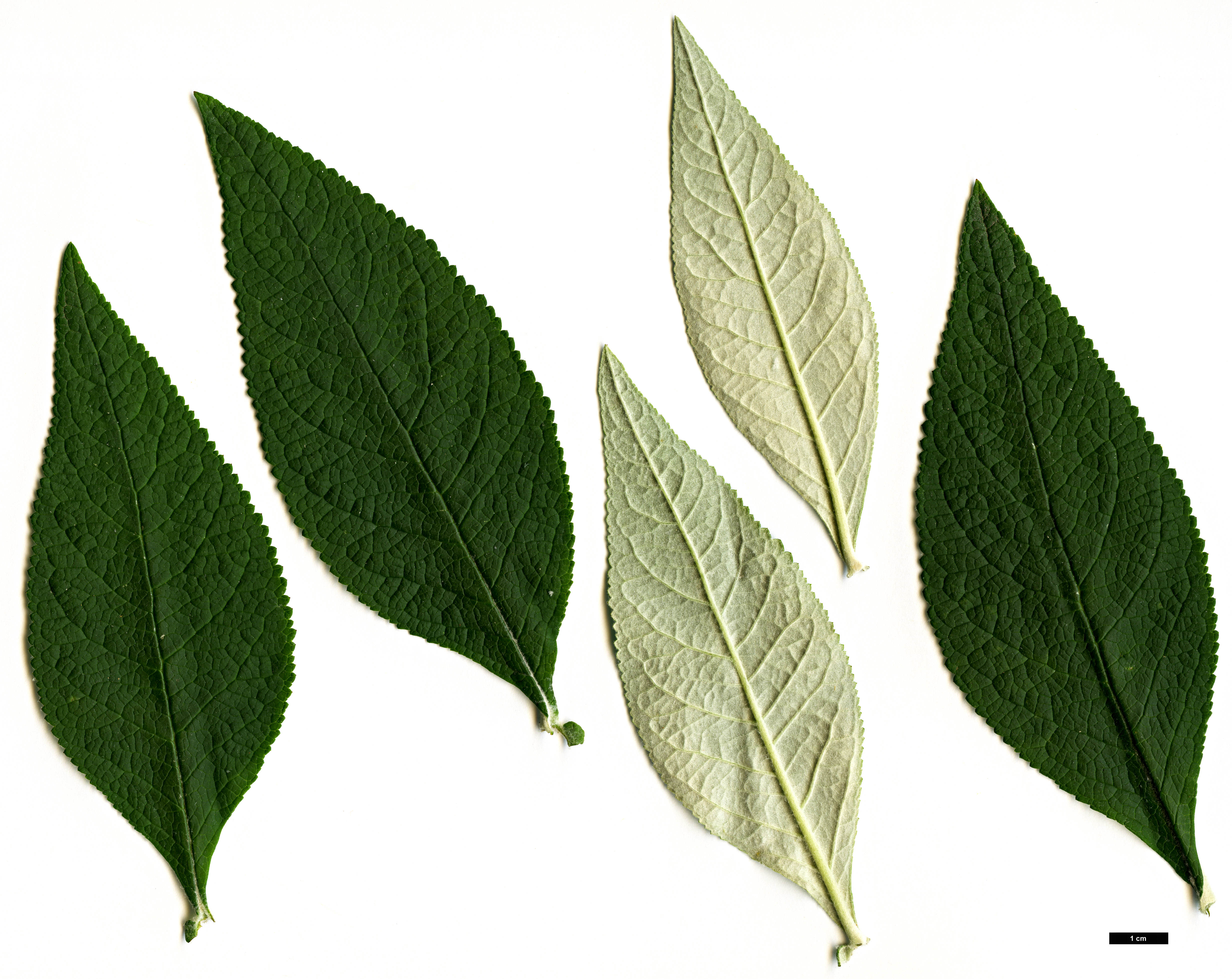 High resolution image: Family: Scrophulariaceae - Genus: Buddleja - Taxon: ×weyeriana (B.davidii × B.globosa)